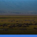 Taman Nasional Serengeti di Tanzania | Turtlebin