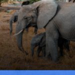 safari terbaik di Afrika untuk wisatawan Indonesia | Turtlebin