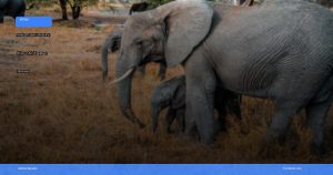 safari terbaik di Afrika untuk wisatawan Indonesia | Turtlebin