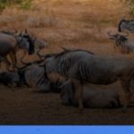 Taman Nasional Serengeti di Tanzania | Turtlebin
