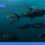 liburan ke Sydney dan Great Barrier Reef | Turtlebin
