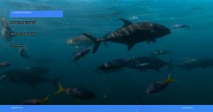 liburan ke Sydney dan Great Barrier Reef | Turtlebin