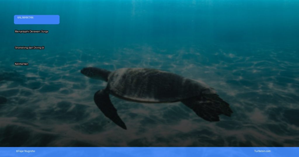menjelajahi derawan: surga snorkeling dan diving di kalimantan | Turtlebin