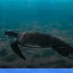 menjelajahi derawan: surga snorkeling dan diving di kalimantan | Turtlebin