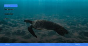 menjelajahi derawan: surga snorkeling dan diving di kalimantan | Turtlebin