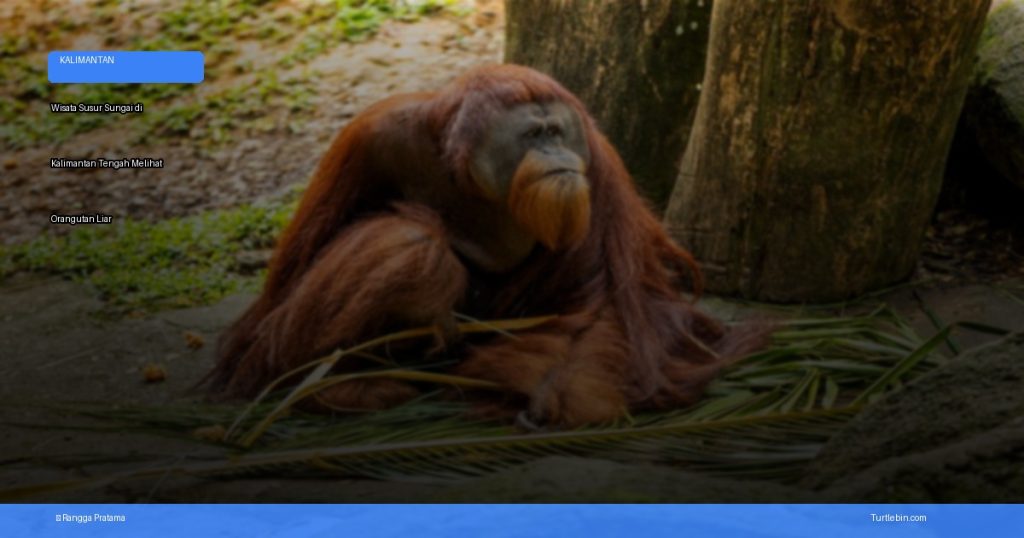 wisata susur sungai di Kalimantan Tengah melihat orangutan liar | Turtlebin