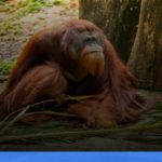 wisata susur sungai di Kalimantan Tengah melihat orangutan liar | Turtlebin