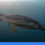 tempat diving terbaik di Sulawesi Utara untuk pemula | Turtlebin