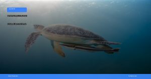 tempat diving terbaik di Sulawesi Utara untuk pemula | Turtlebin