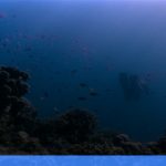 wisata alam Wakatobi: surga bawah laut yang wajib dikunjungi | Turtlebin