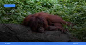 trekking melihat orangutan di Bukit Lawang | Turtlebin
