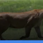 safari terbaik di afrika untuk wisatawan indonesia | Turtlebin