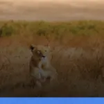 safari terbaik di Afrika untuk wisatawan Indonesia | Turtlebin