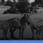 safari terbaik di Afrika | Turtlebin