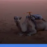 biaya liburan ke Maroko dari Indonesia | Turtlebin