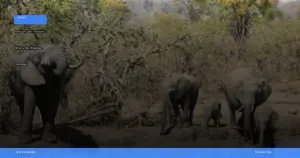 safari terbaik di Afrika untuk wisatawan Indonesia | Turtlebin