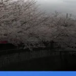 liburan musim semi ke Jepang melihat sakura | Turtlebin