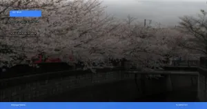 liburan musim semi ke Jepang melihat sakura | Turtlebin
