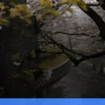 liburan musim semi ke Jepang melihat sakura | Turtlebin