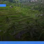 rekomendasi penginapan murah dan nyaman di sekitar Ubud | Turtlebin