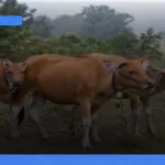 panduan trekking Gunung Rinjani di Lombok untuk pendaki pemula | Turtlebin
