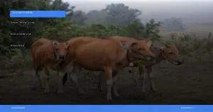 panduan trekking Gunung Rinjani di Lombok untuk pendaki pemula | Turtlebin