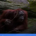 tips persiapan perjalanan ke pedalaman Kalimantan bagi pemula | Turtlebin