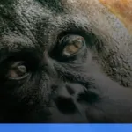 wisata susur sungai di Kalimantan Tengah melihat orangutan liar | Turtlebin
