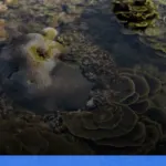 menjelajahi derawan: surga snorkeling dan diving di kalimantan | Turtlebin