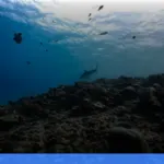menjelajahi derawan: surga snorkeling dan diving di kalimantan | Turtlebin