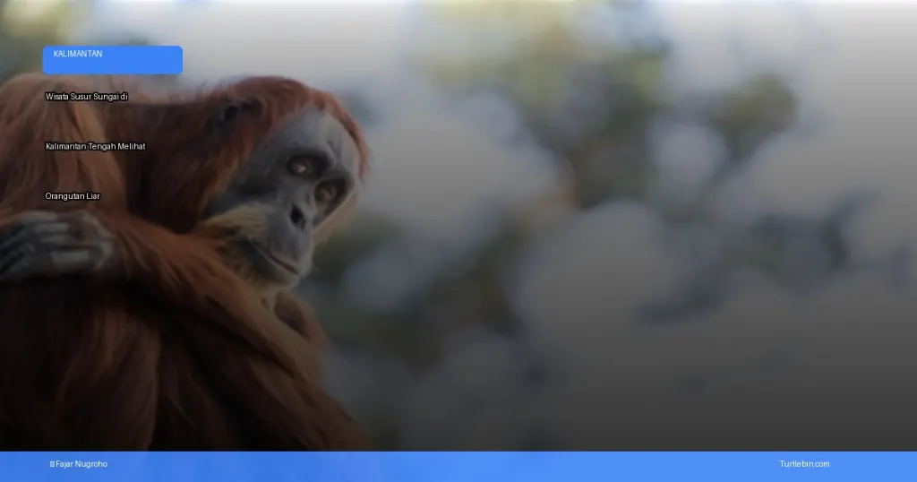 wisata susur sungai di Kalimantan Tengah melihat orangutan liar | Turtlebin