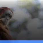 wisata susur sungai di Kalimantan Tengah melihat orangutan liar | Turtlebin