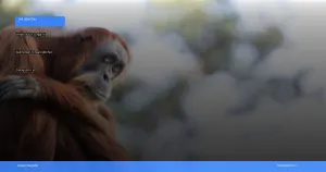 wisata susur sungai di Kalimantan Tengah melihat orangutan liar | Turtlebin
