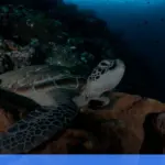 menjelajahi Derawan: surga snorkeling dan diving di Kalimantan | Turtlebin