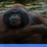 Taman Nasional Tanjung Puting | Turtlebin
