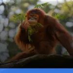 Taman Nasional Tanjung Puting | Turtlebin