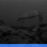 Menjelajahi Derawan: surga snorkeling dan diving di Kalimantan | Turtlebin