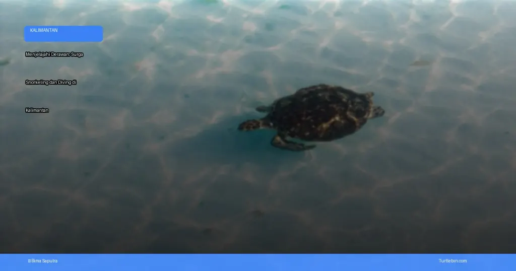 menjelajahi Derawan: surga snorkeling dan diving di Kalimantan | Turtlebin
