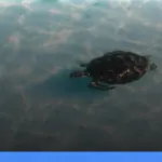 menjelajahi Derawan: surga snorkeling dan diving di Kalimantan | Turtlebin