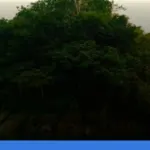 wisata susur sungai di Kalimantan Tengah melihat orangutan liar | Turtlebin