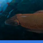 Menjelajahi Banda Neira: sejarah rempah dan keindahan bawah lautnya | Turtlebin