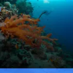 Raja Ampat: panduan lengkap wisata diving dan snorkeling terbaik | Turtlebin