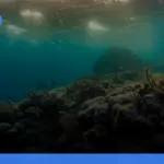 Raja Ampat: panduan lengkap wisata diving dan snorkeling terbaik | Turtlebin