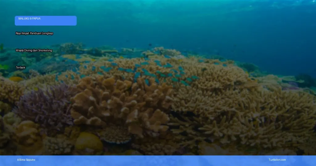 Raja Ampat: panduan lengkap wisata diving dan snorkeling terbaik | Turtlebin