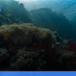 Raja Ampat: panduan lengkap wisata diving dan snorkeling terbaik | Turtlebin