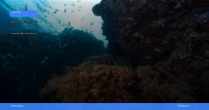 Bunaken tempat diving terbaik di Sulawesi Utara untuk pemula | Turtlebin