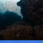 wisata alam Wakatobi | Turtlebin