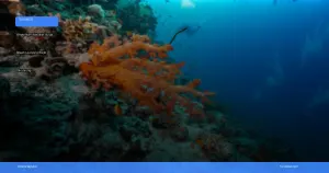 wisata alam Wakatobi: surga bawah laut yang wajib dikunjungi | Turtlebin