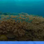 wisata alam Wakatobi | Turtlebin