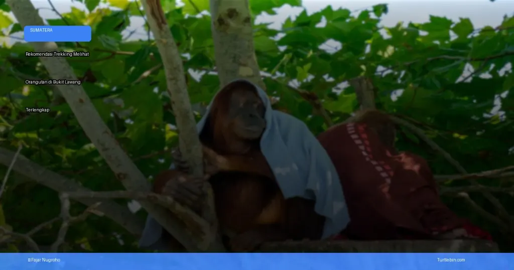 trekking melihat orangutan di Bukit Lawang | Turtlebin